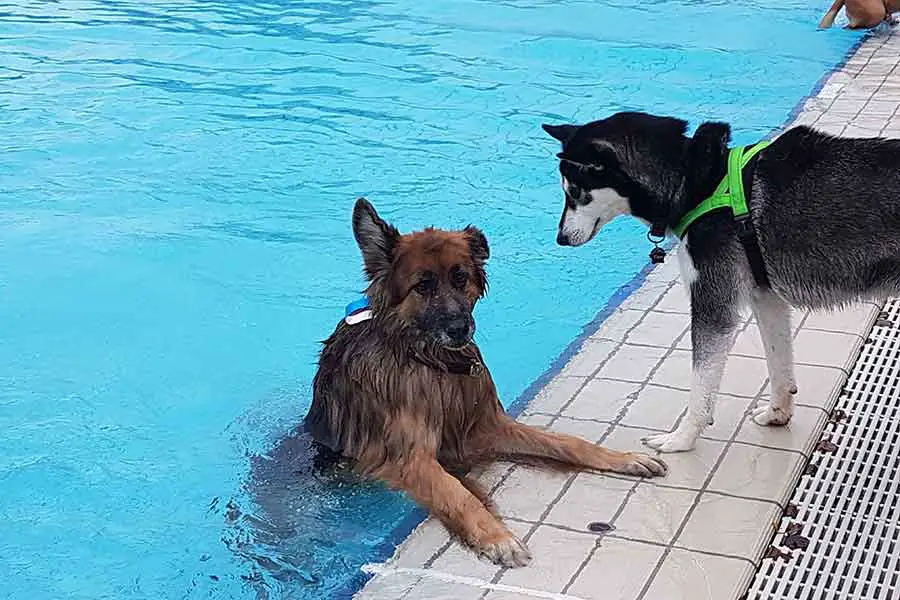 Hundeschwimmenperfekt