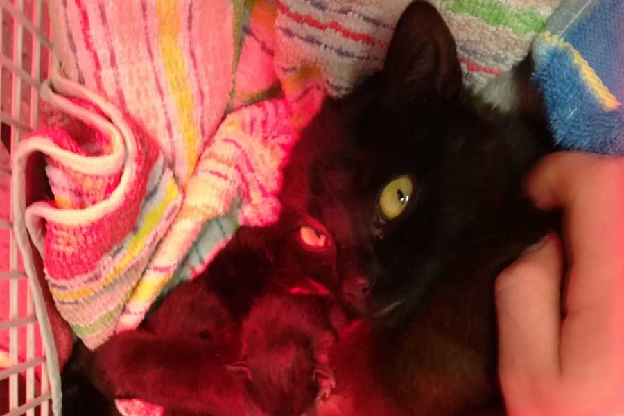 Katzenmutter mit 3 überlebenden Kitten