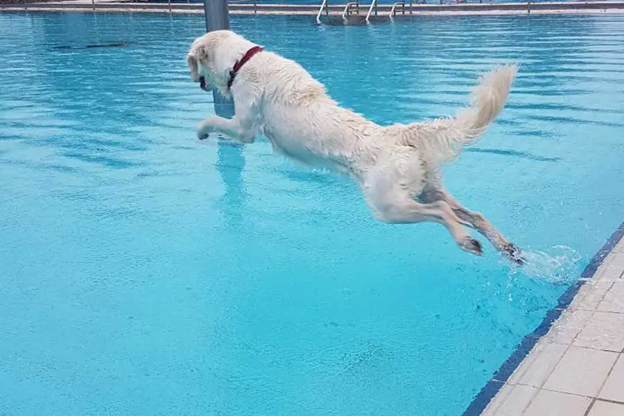 Hundeschwimmen Sprung