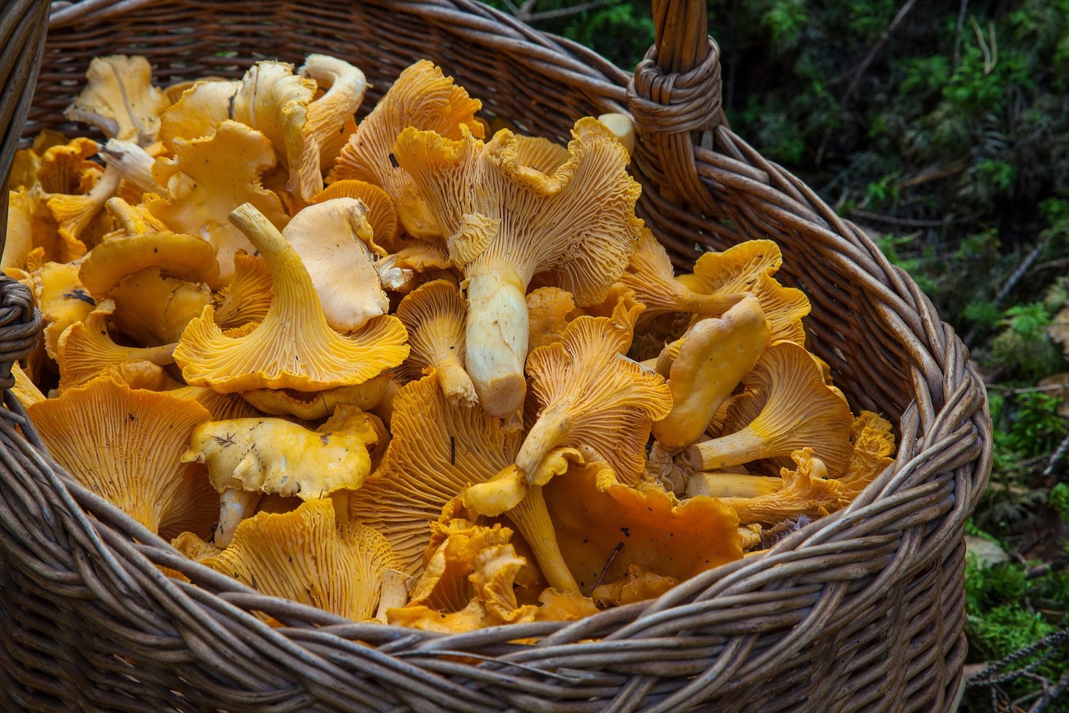 fungus 1194380 1920