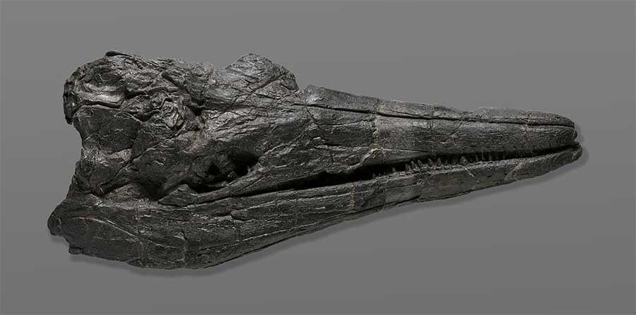 Der Schädel des Ichthyosauriers