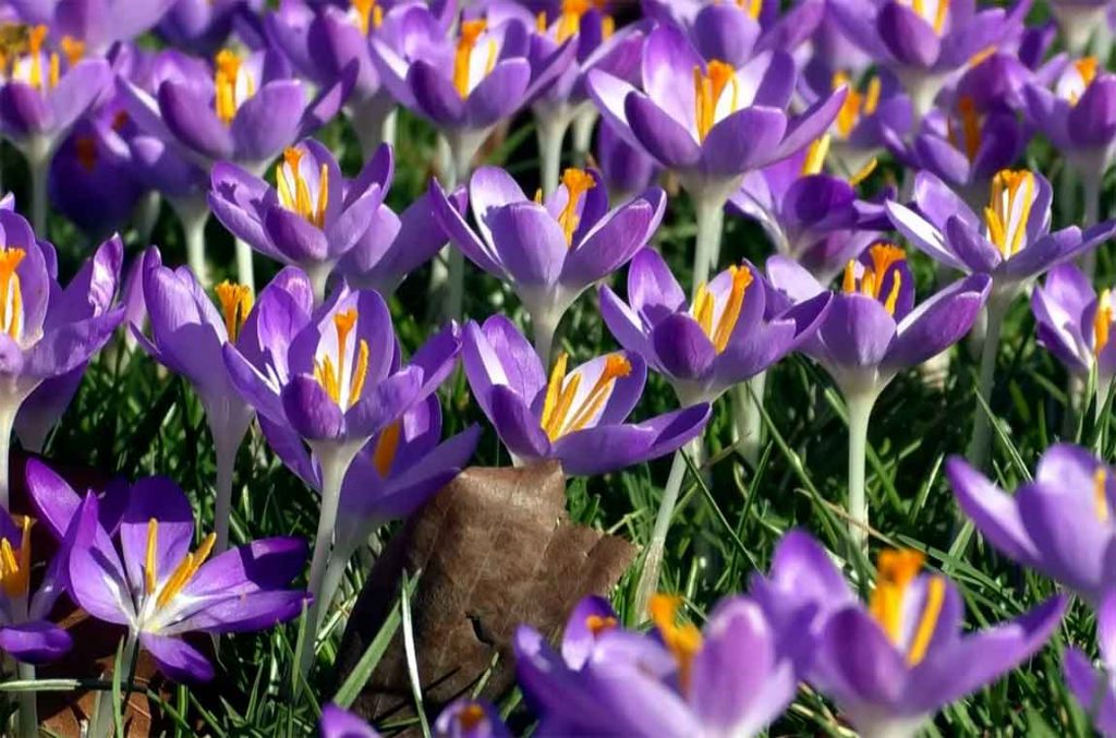 krokusse
