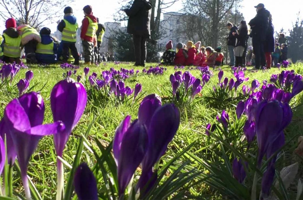 krokusse