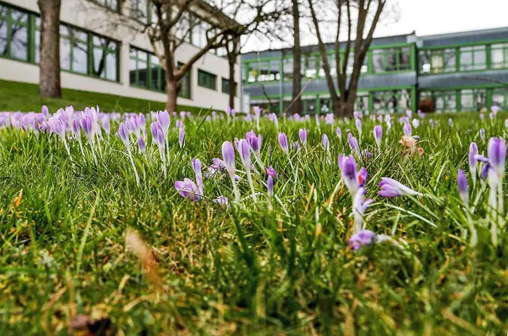 krokusse