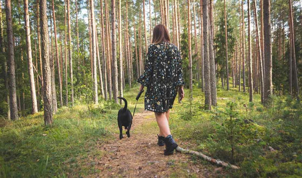 hund