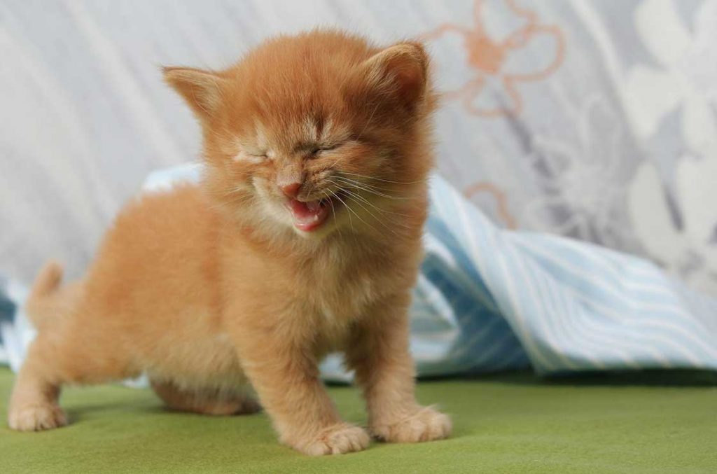 Katze lachen