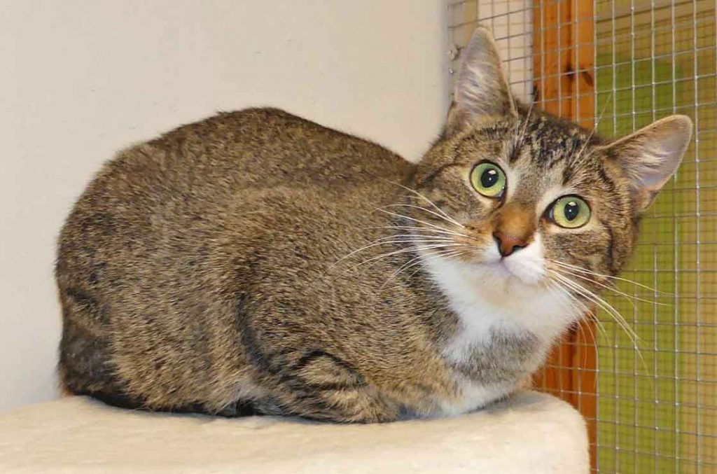 katze