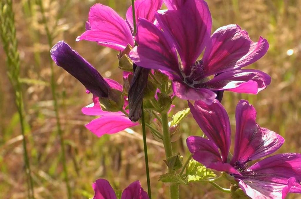 Bienenweide