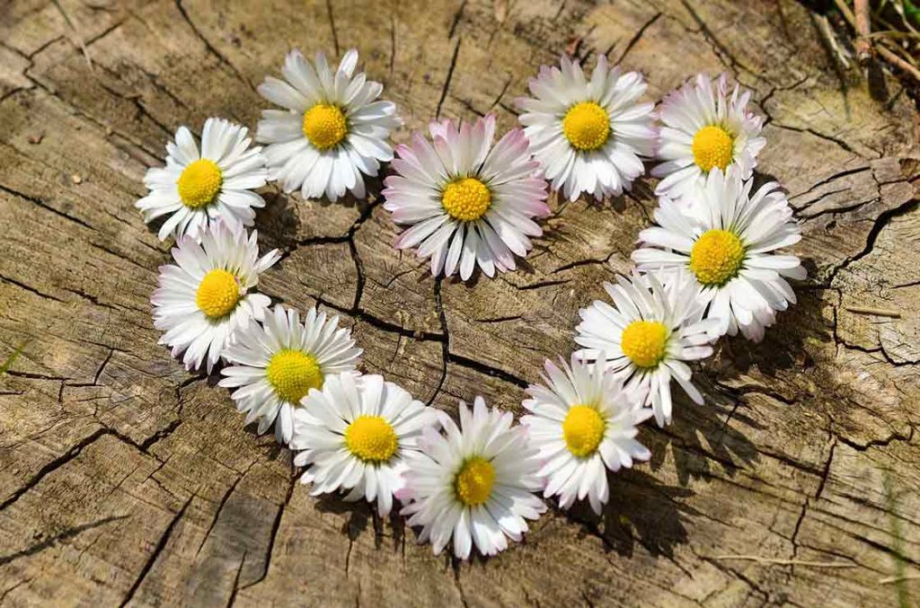 Blumenherz