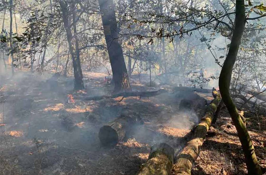 waldbrand