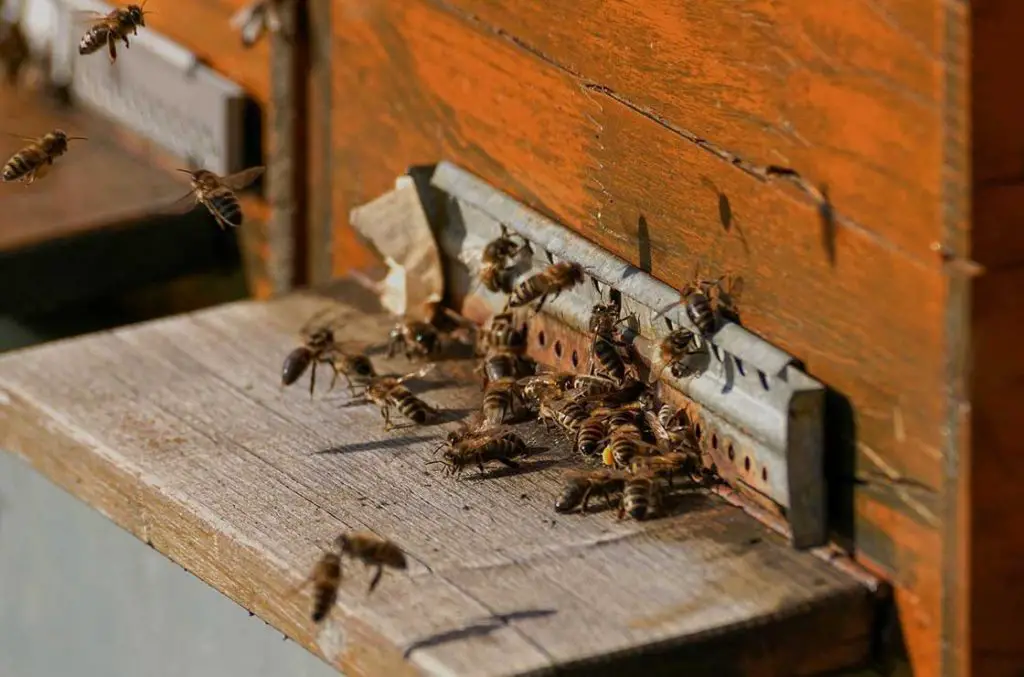 Bienen