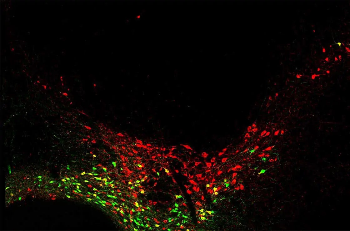 Die Rotfärbung 
macht sämtliche dopaminergen Neuronen des Mittelhirns einer Maus sichtbar. Grün leuchten dagegen nur diejenigen dopaminergen Nervenzellen auf, die relativ spät in der Embryonalentwicklung entstanden sind. 
Abbildung: Alessandro Petese/Uni Bonn