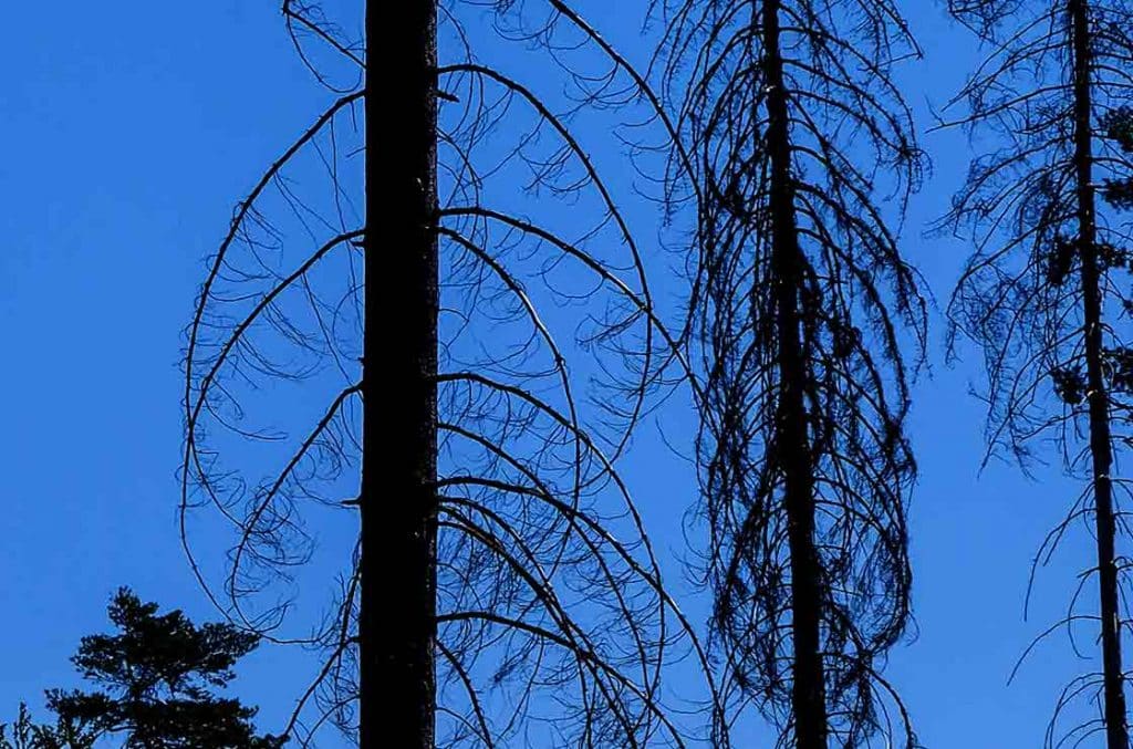 schmelztal stadtwald 2022 7