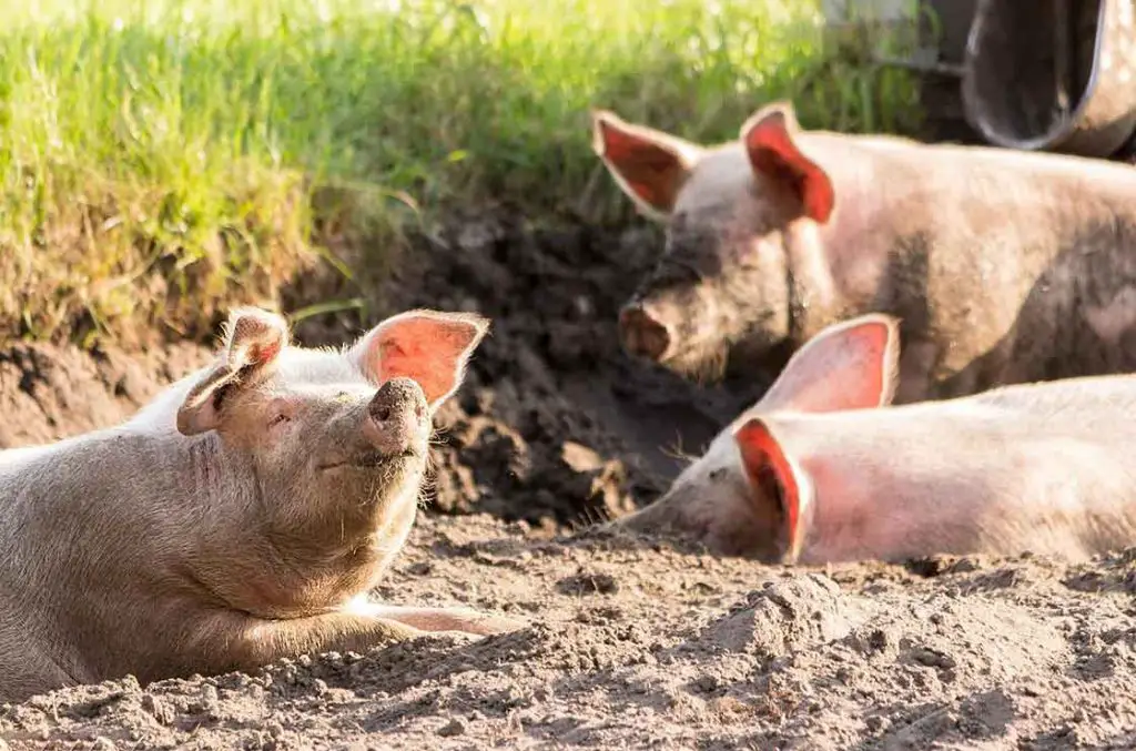 schweine