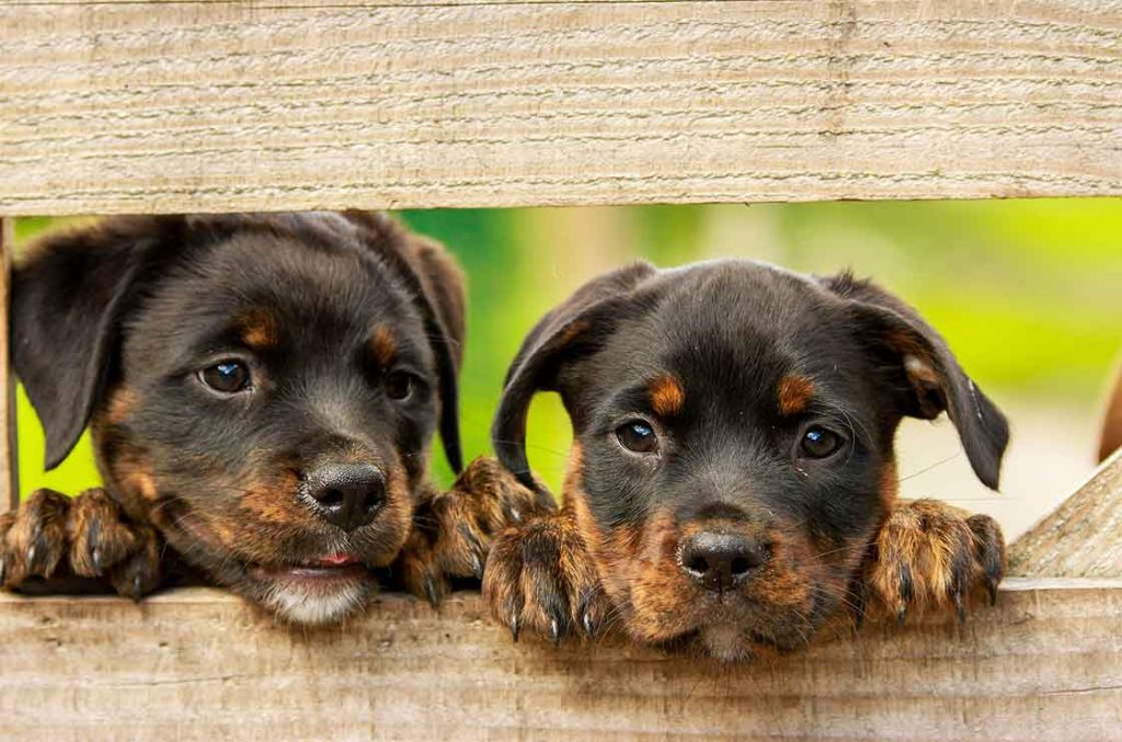 hunde