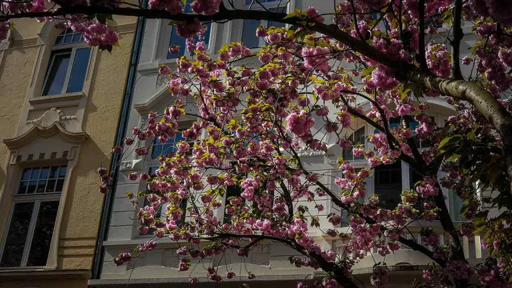 Bonn Kirschbluete 5