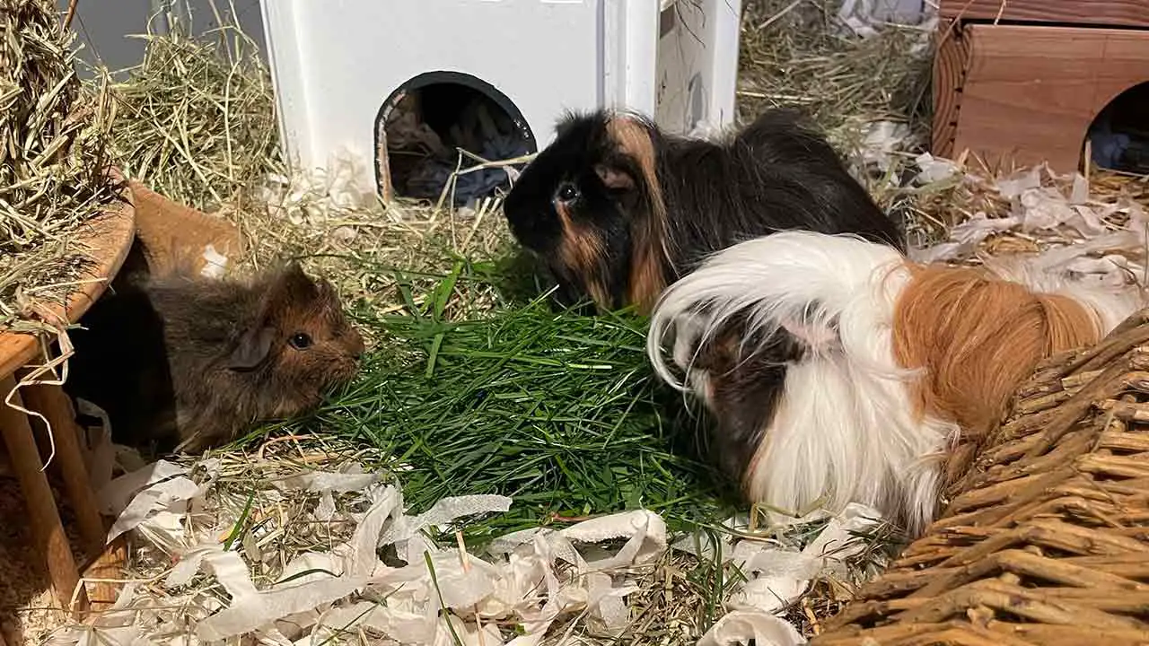 Avani (r.), Kai (Mitte) und Theo - Foto: Tierschutz Siebengebirge