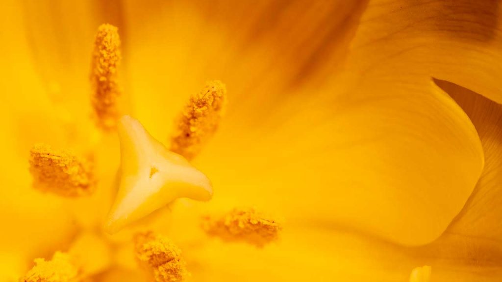 Pollen