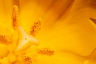Pollen