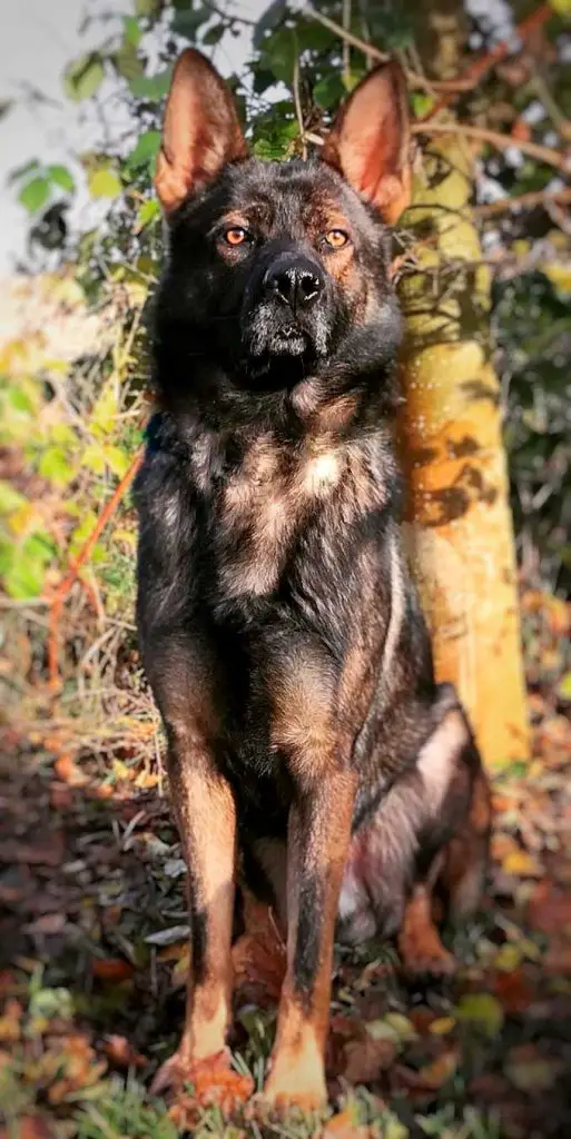 zollhund