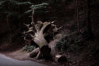 Wildnis Siebengebirge