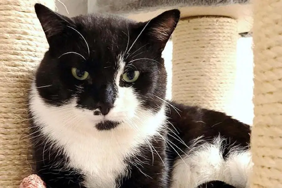 Kater Larry