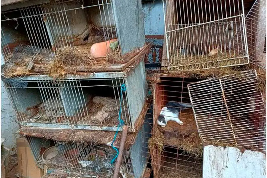 tiere2