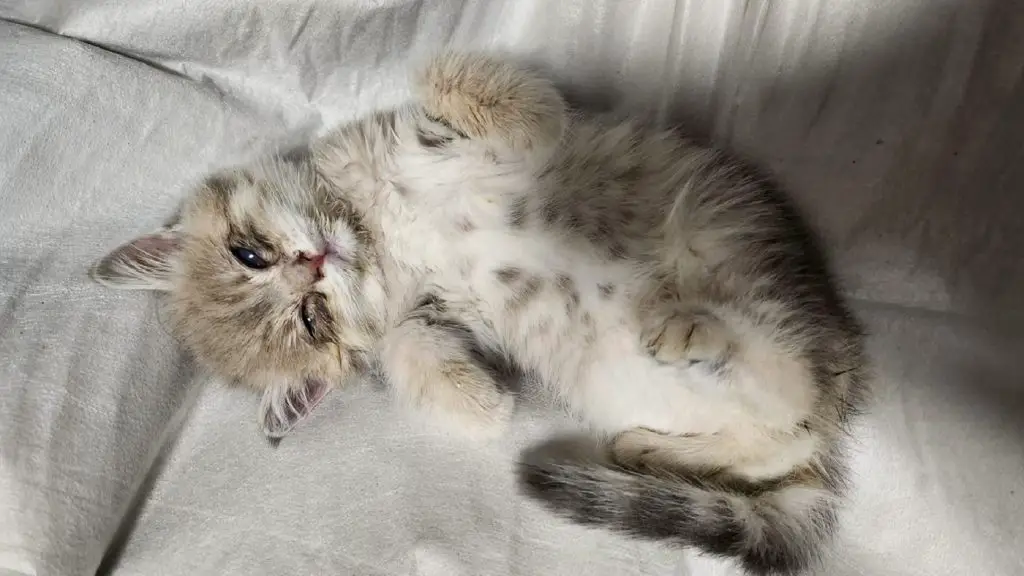 Katzenkind Milky nach der Augen OP