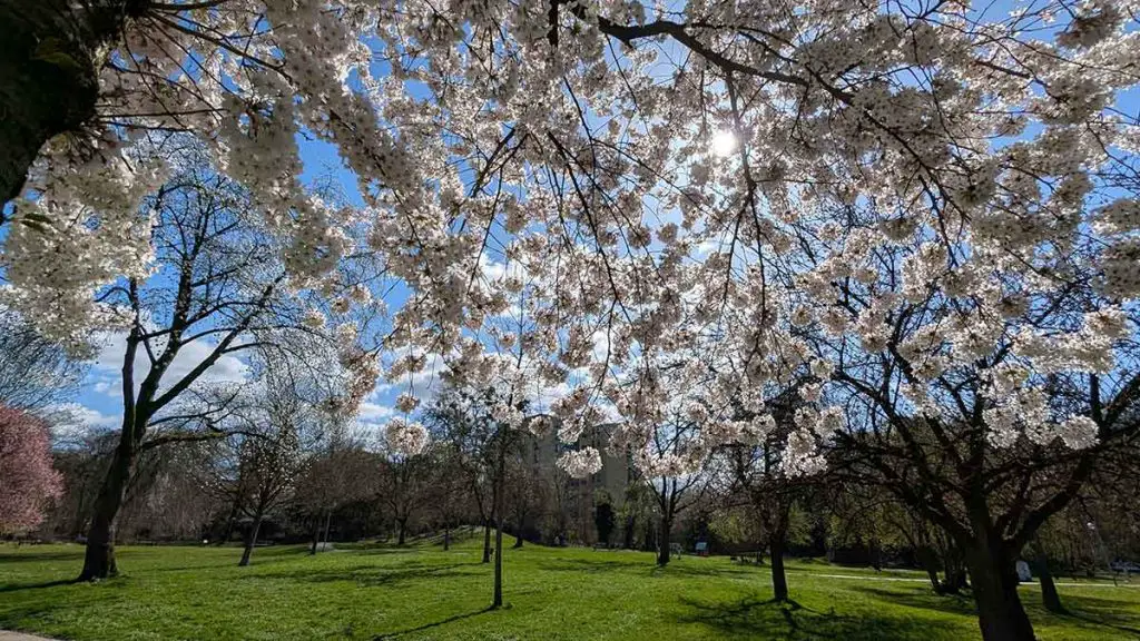 Reitersdorfer Park 1
