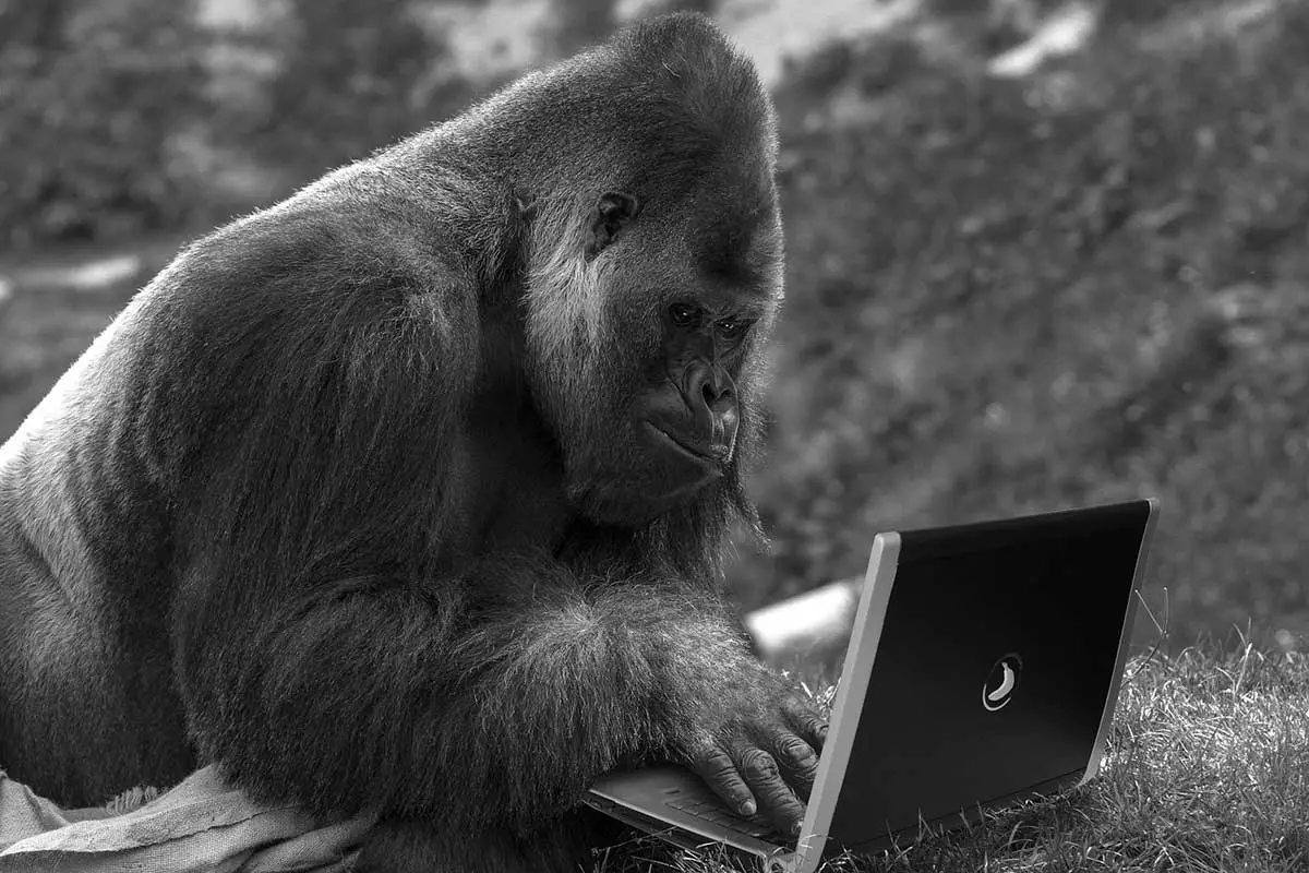 gorilla internet