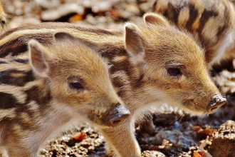 wild boar 1332239 1280