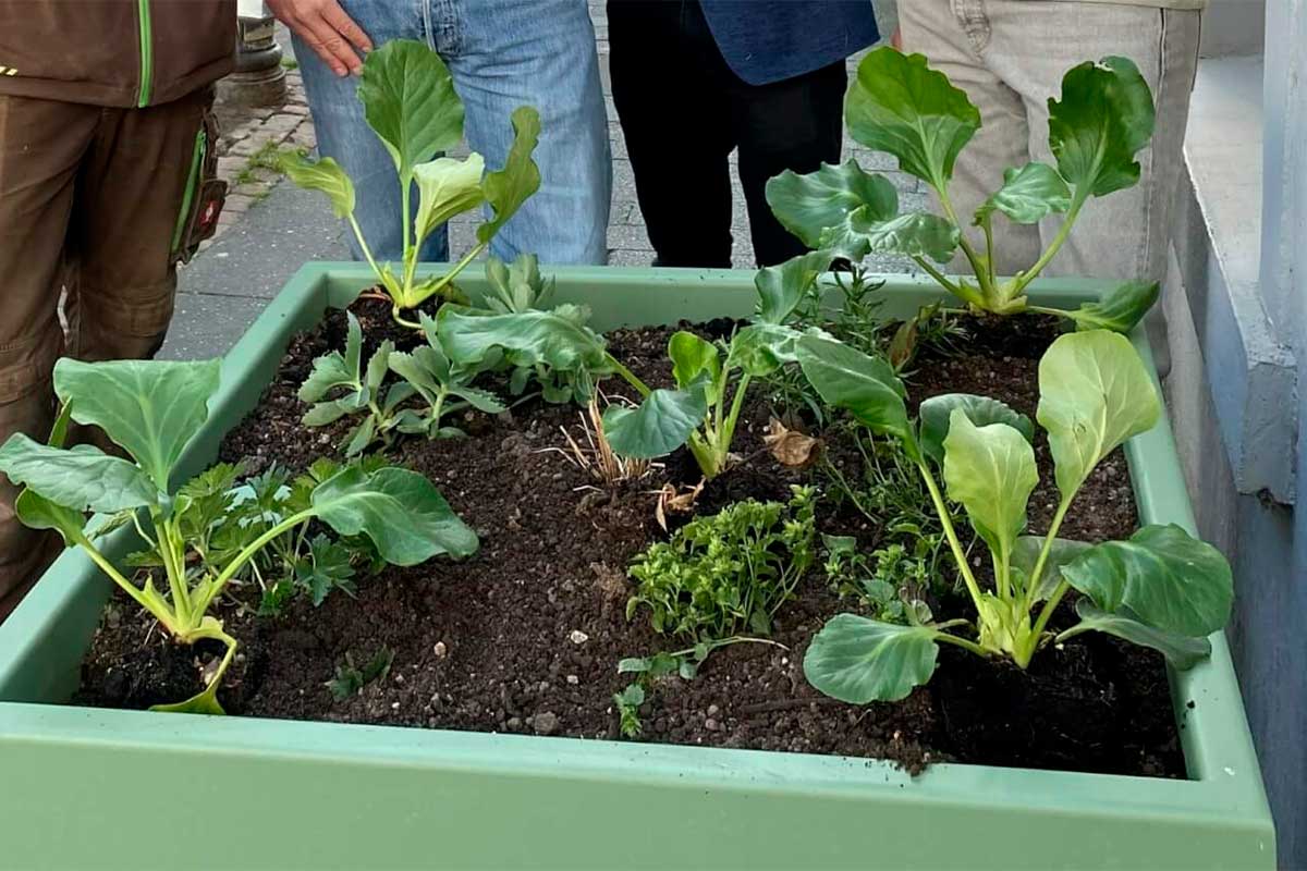 blumenkuebel