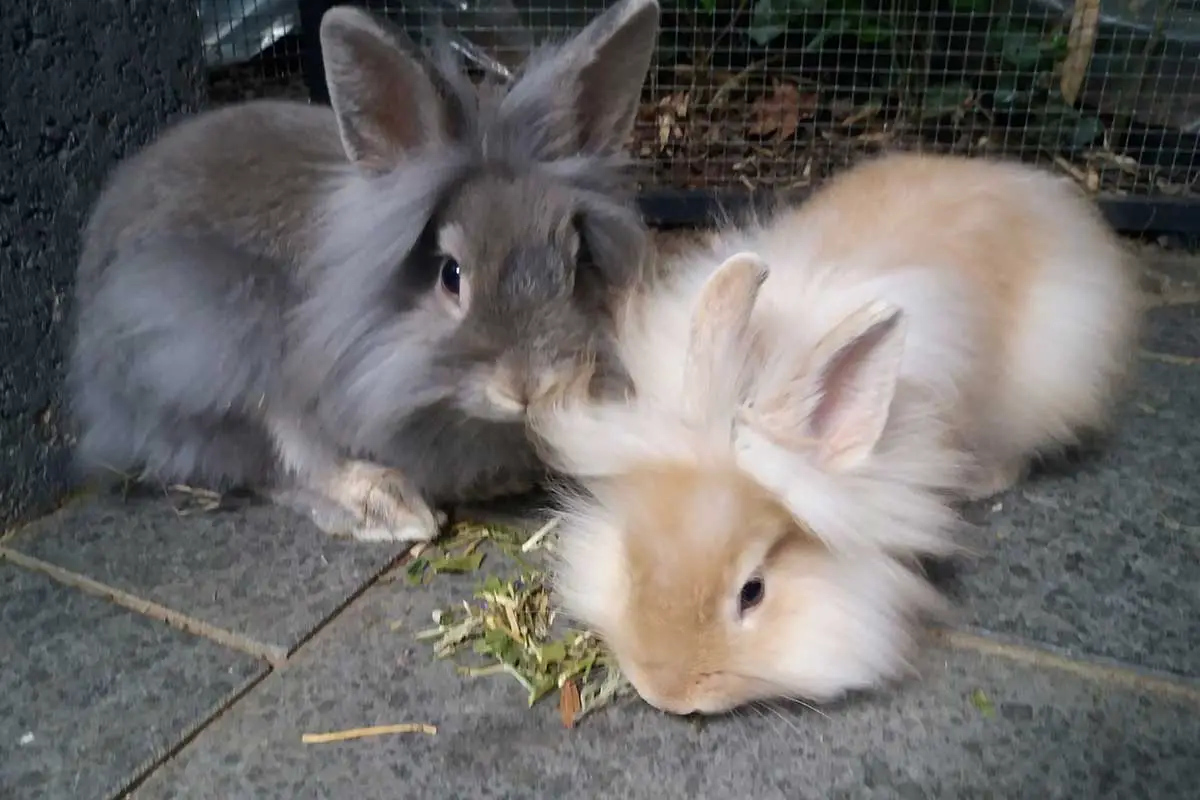 kaninchen