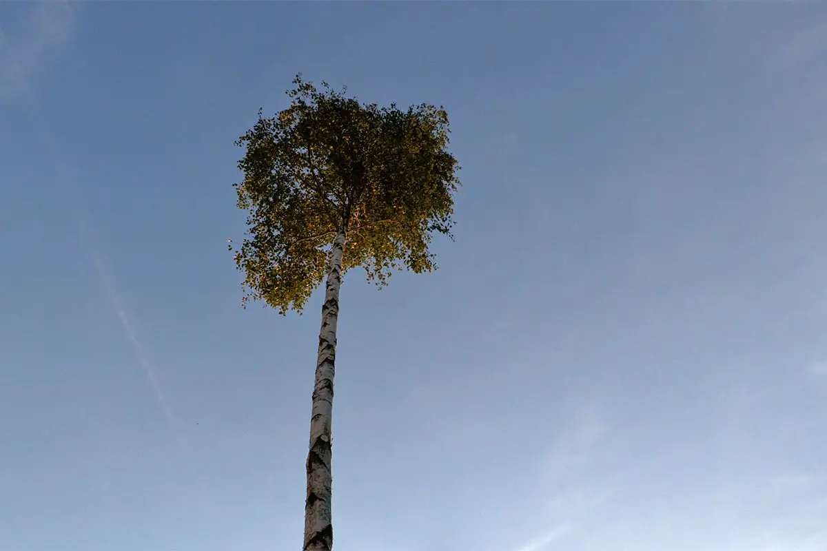 Aufregung in Rhöndorf: Maibaum rutschte aus Verankerung 3 maibaum rommersdorf