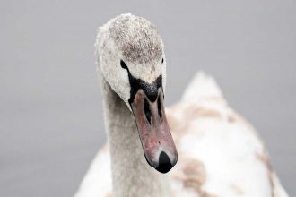 schwan