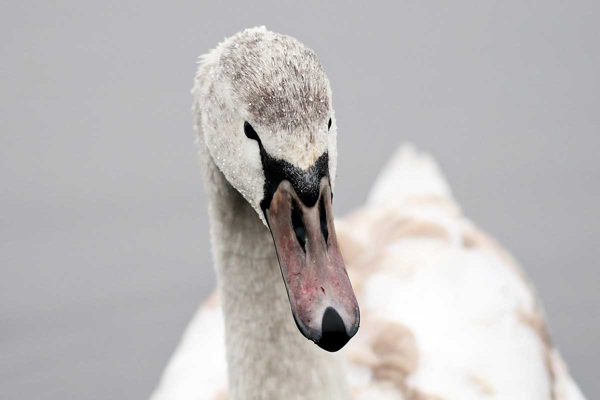 schwan