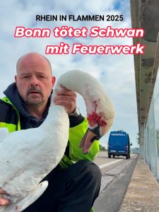 Feuerwerk bei "Rhein in Flammen" sorgt für Kontroverse: Tierschützer fordern Verbot 2 tiernotruf