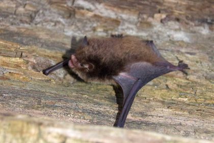 Wasserfledermaus M.Overmann