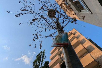 maibaum