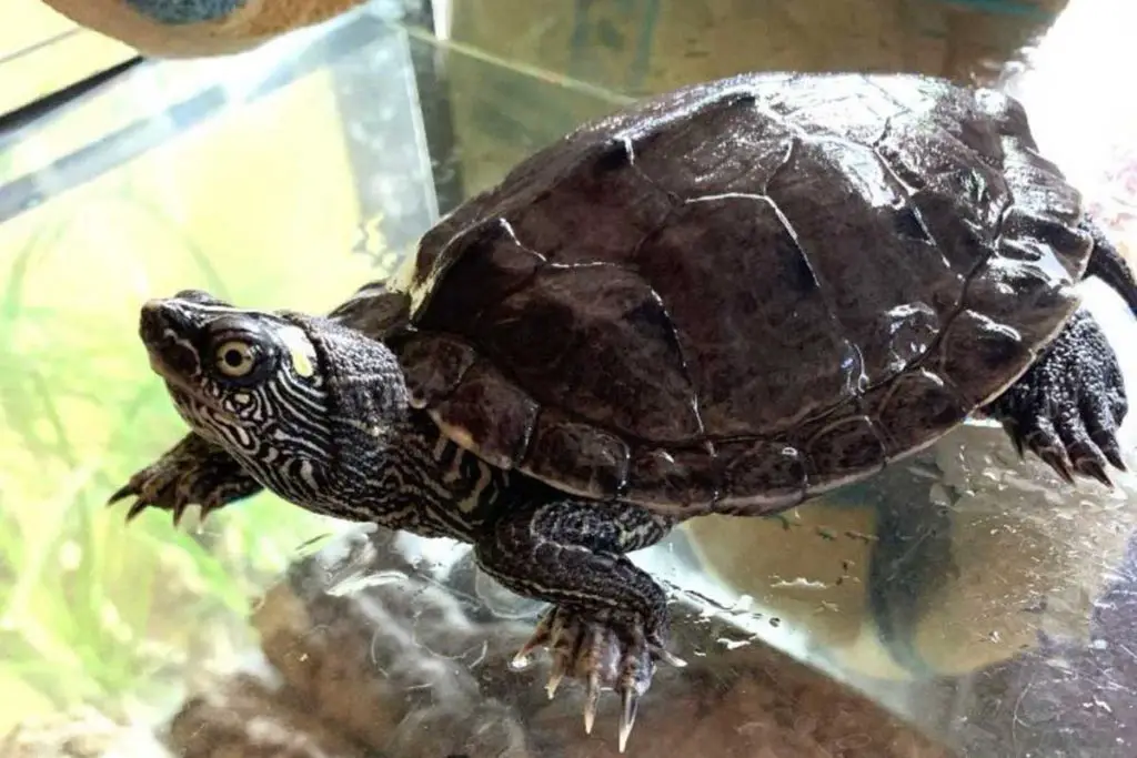 Schildkroete