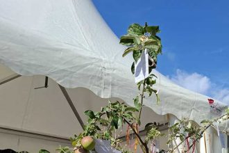 Wünschebaum in voller blüte