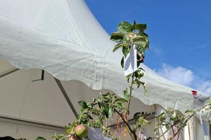 Wünschebaum in voller blüte