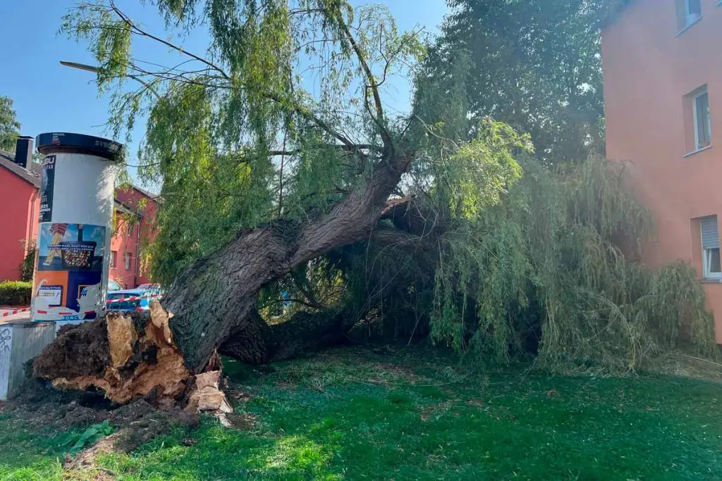 Umgestürzter Baum