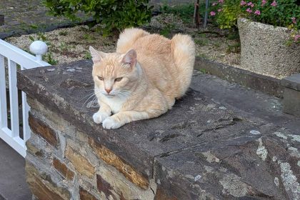 Katze