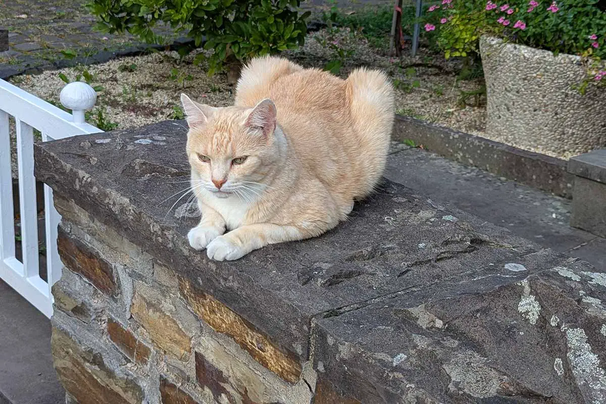 Katze