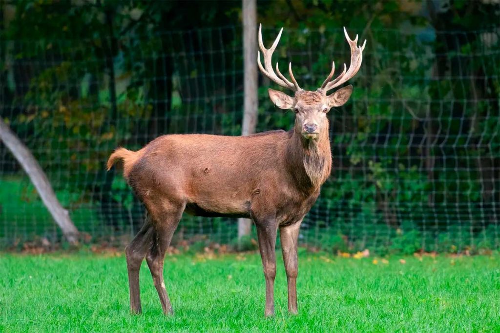 hirschbrunft