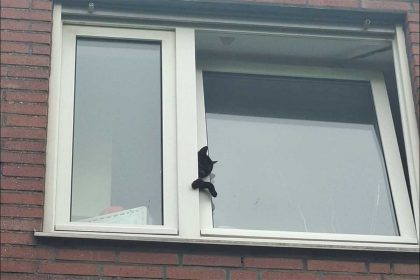 katze feuerwehr