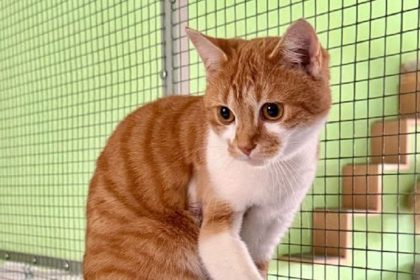 Katzenmaedchen Steffi