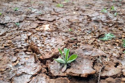 Trockenes Feld (Archiv)