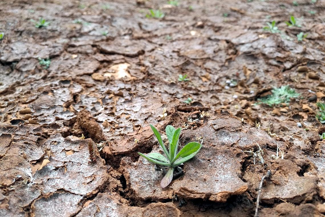 Trockenes Feld (Archiv)